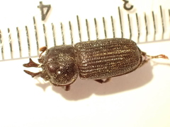 Syndesus cornutus
