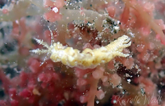 Limenandra rosanae