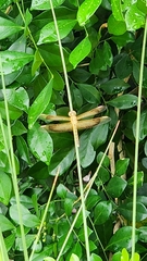 Neurothemis stigmatizans