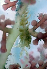 Limenandra rosanae