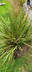 Libertia chilensis