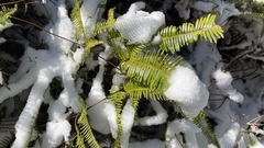 Dicranopteris linearis