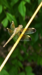 Neurothemis stigmatizans