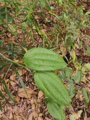 Smilax china