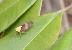 Brunotartessus fulvus