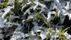 Dicranopteris linearis