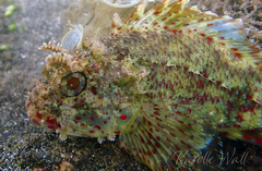 Sebastapistes ballieui