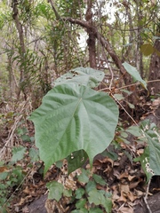 Pterospermum heterophyllum
