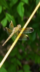 Neurothemis stigmatizans