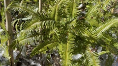 Dicranopteris linearis