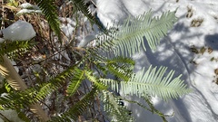 Dicranopteris linearis