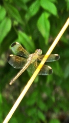 Neurothemis stigmatizans