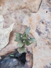 Obolaria virginica