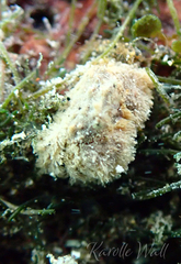 Polydectus cupulifer