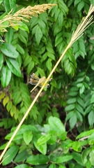 Neurothemis stigmatizans