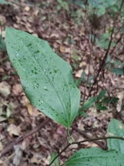 Smilax china