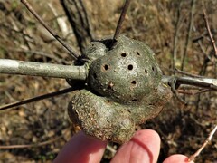 Callirhytis quercuspunctata