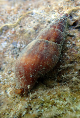 Pisania ignea