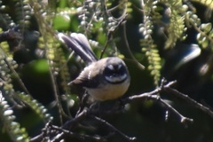 Rhipidura fuliginosa