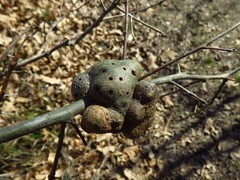 Callirhytis quercuspunctata