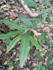 Ardisia quinquegona