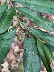 Ardisia quinquegona