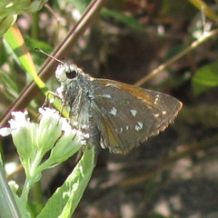 Hesperia woodgatei