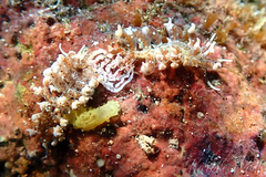 Phyllodesmium