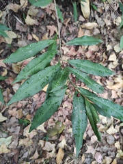 Ardisia quinquegona