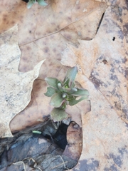 Obolaria virginica
