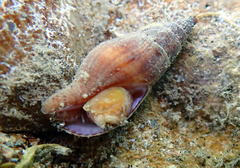 Pisania ignea