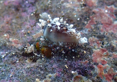 Monetaria caputophidii