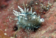 Monetaria caputophidii