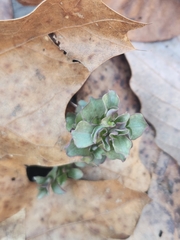 Obolaria virginica