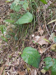 Smilax riparia