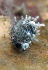 Monetaria caputophidii