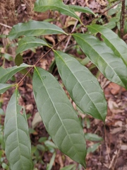 Strophanthus divaricatus