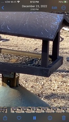 Baeolophus wollweberi