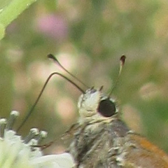 Hesperia woodgatei