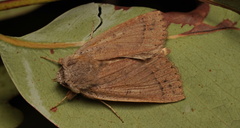 Mythimna convecta