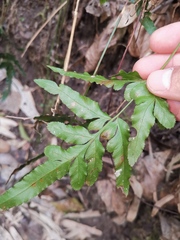 Pteris ensiformis