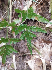 Pteris ensiformis