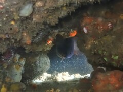 Lotella rhacina