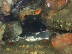 Lotella rhacina