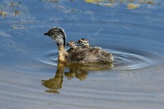 Poliocephalus poliocephalus