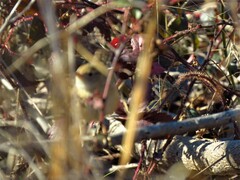 Cistothorus stellaris