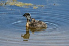 Poliocephalus poliocephalus