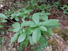 Excoecaria cochinchinensis