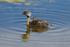 Poliocephalus poliocephalus