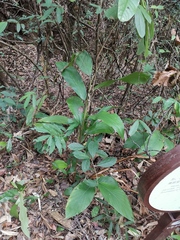 Alpinia chinensis